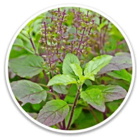 Puravive 3rd Ingredients Holy Basil